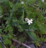 View full-size image Melandrium latifolium