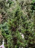 View full-size image Juniperus chinensis