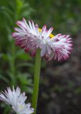 View full-size image Bellis perennis