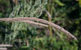 View full-size image Phleum phleoides