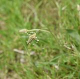 View full-size image Plantago lanceolata