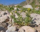 View full-size image Matricaria discoidea