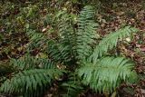 Смотреть изображение Dryopteris crassirhizoma