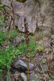 View full-size image Asphodeline lutea