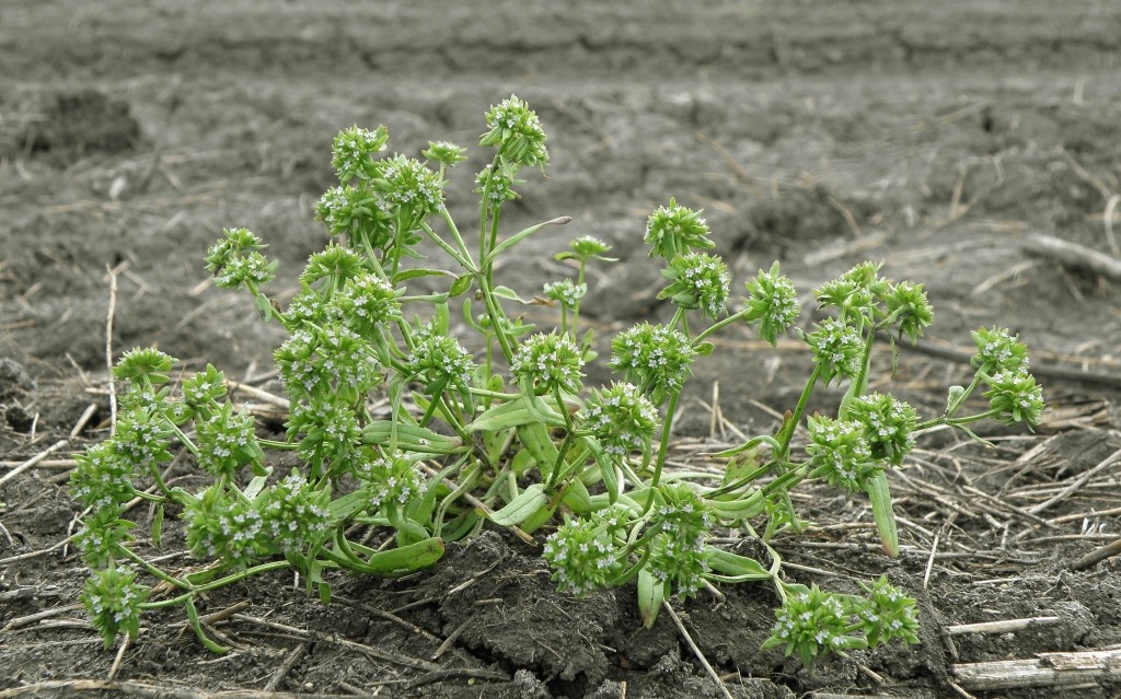 Image of Valerianella carinata specimen.