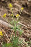 Ranunculus monophyllus