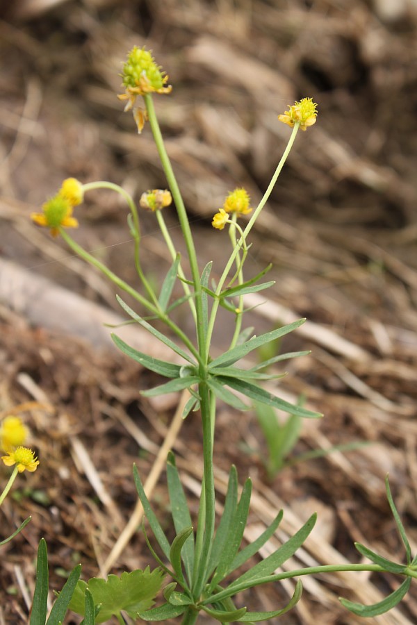 Image of Ranunculus monophyllus specimen.