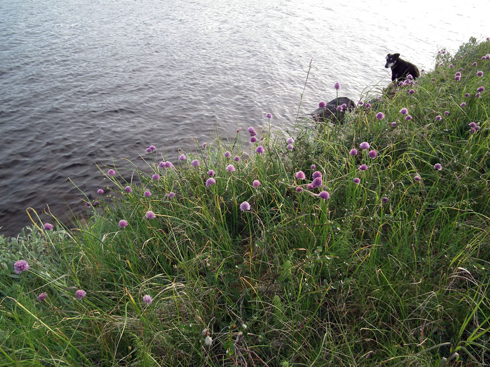 Image of Allium schoenoprasum specimen.