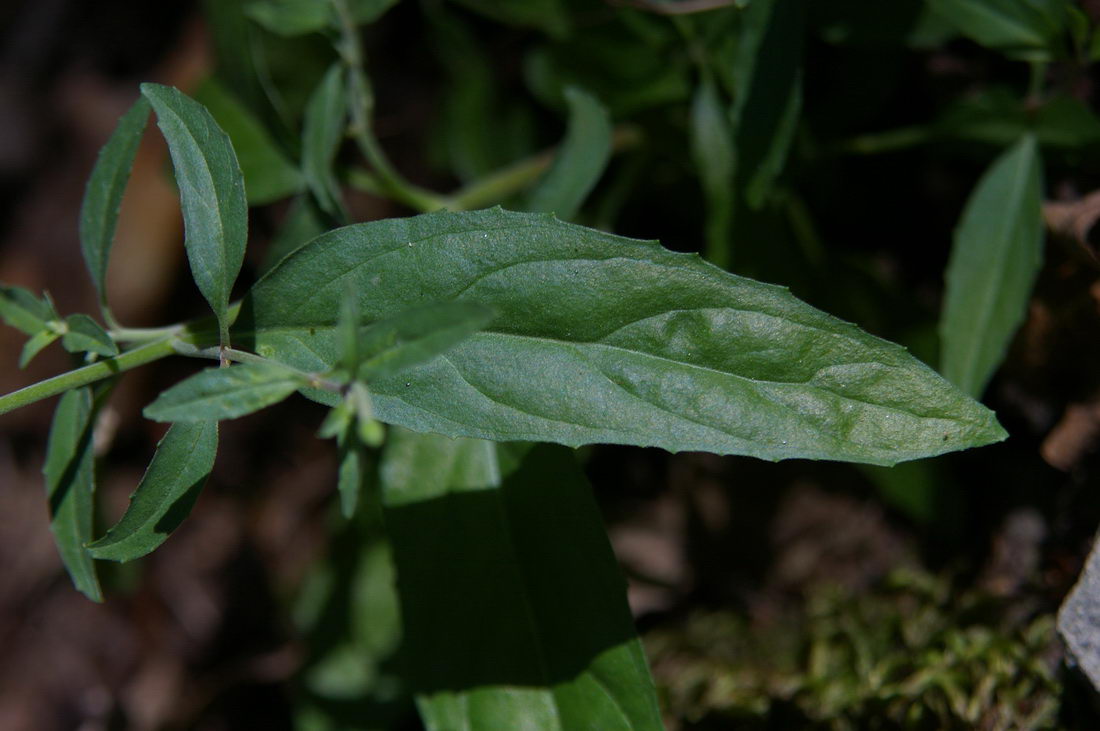 Image of Epilobium lanceolatum specimen.