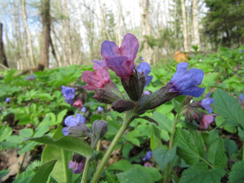 Изображение особи Pulmonaria obscura.