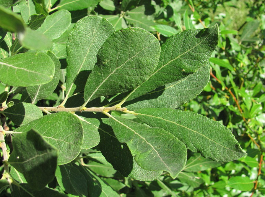 Image of Salix cinerea specimen.