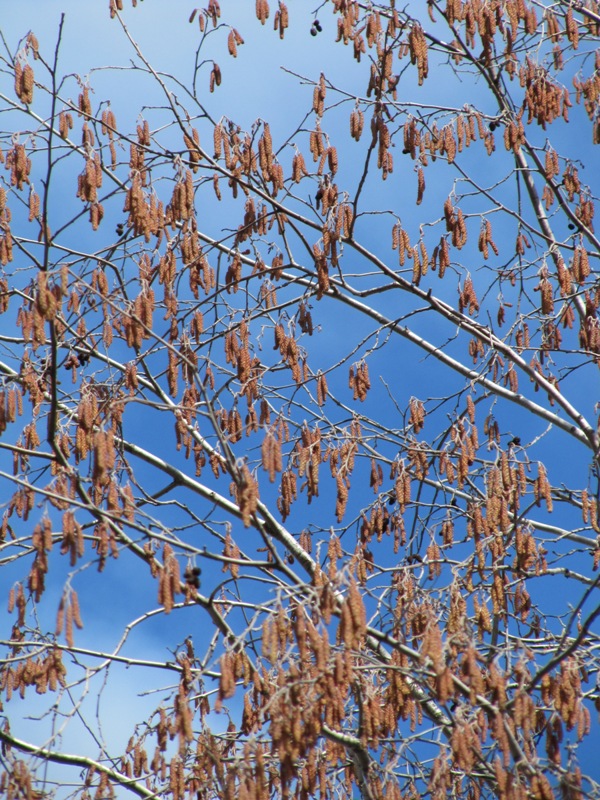 Image of Alnus incana specimen.