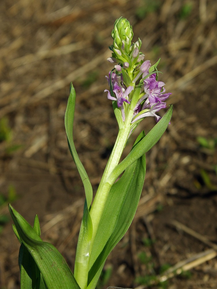 Изображение особи Dactylorhiza umbrosa.