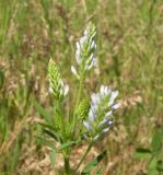 Trigonella procumbens. Верхушка цветущего растения. Украина, Днепропетровская обл., Петриковский р-н, пгт Куриловка, луг в пойме Днепра. 29.05.2011.