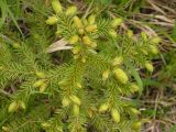 Picea ajanensis