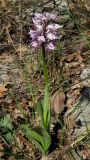 Orchis simia. Цветущее растение. Крым, окр. Ялты, заповедник Мыс Мартьян. 25 апреля 2012 г.