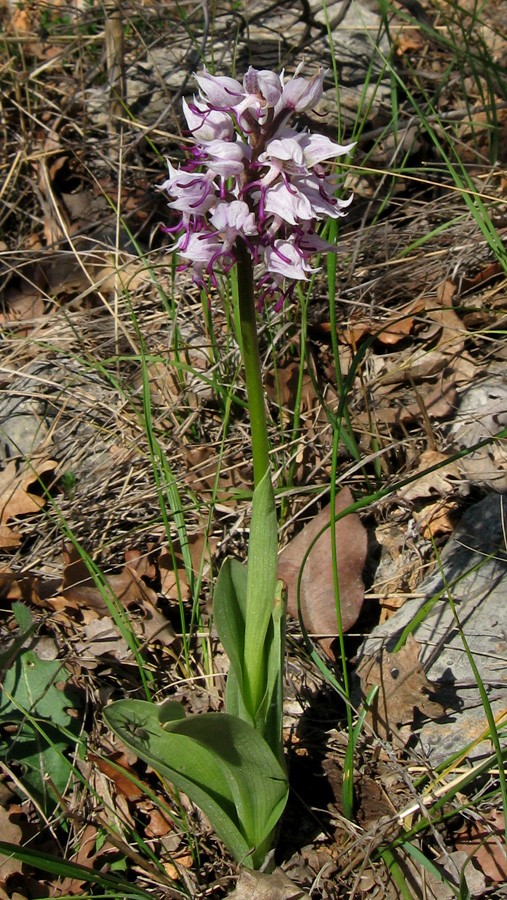 Изображение особи Orchis simia.