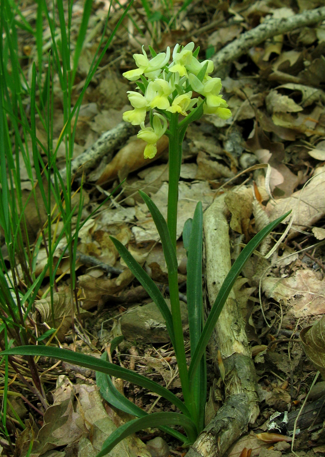 Изображение особи Dactylorhiza romana.