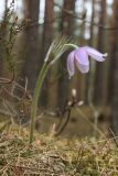 Pulsatilla patens. Цветущее растение. Ленинградская обл., Лужский р-н, 136 км шоссе М-20, сухой сосняк. 03.05.2012.