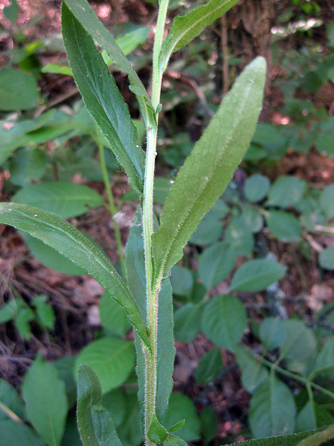 Изображение особи род Campanula.