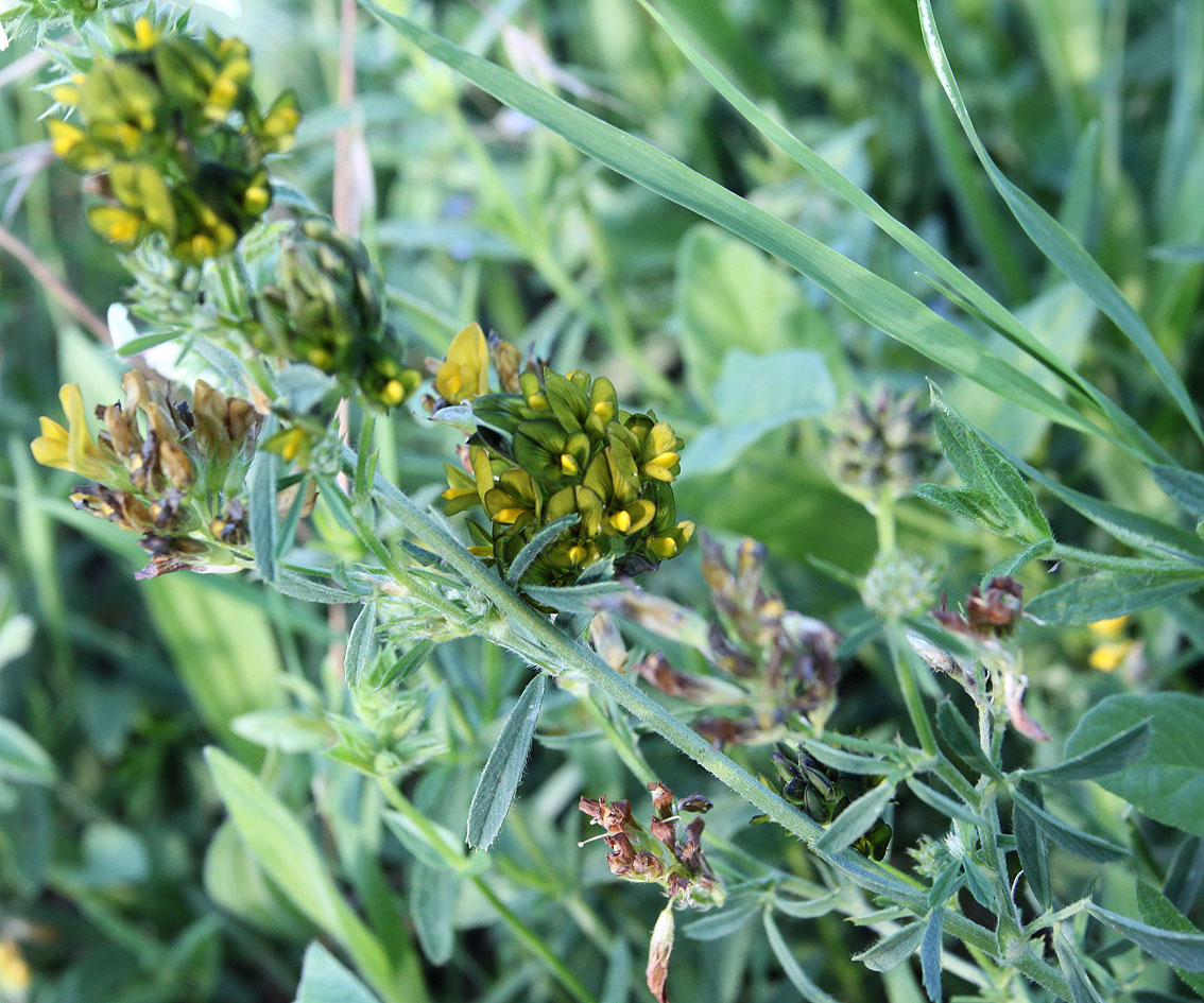 Image of Medicago × varia specimen.