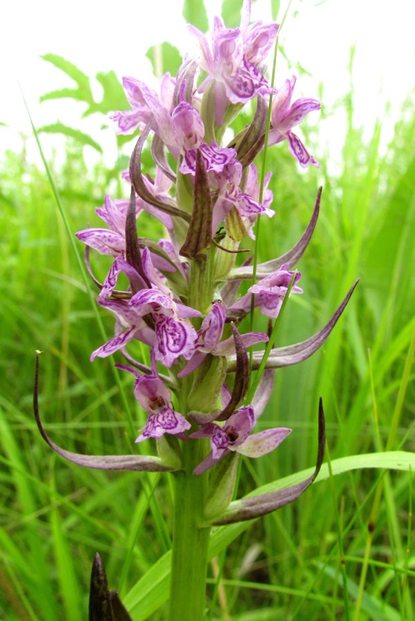 Image of Dactylorhiza incarnata specimen.