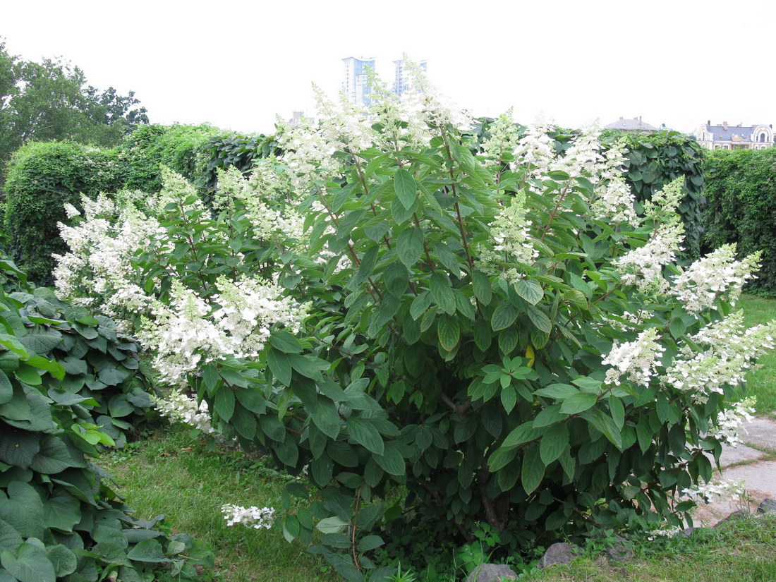 Image of Hydrangea paniculata specimen.