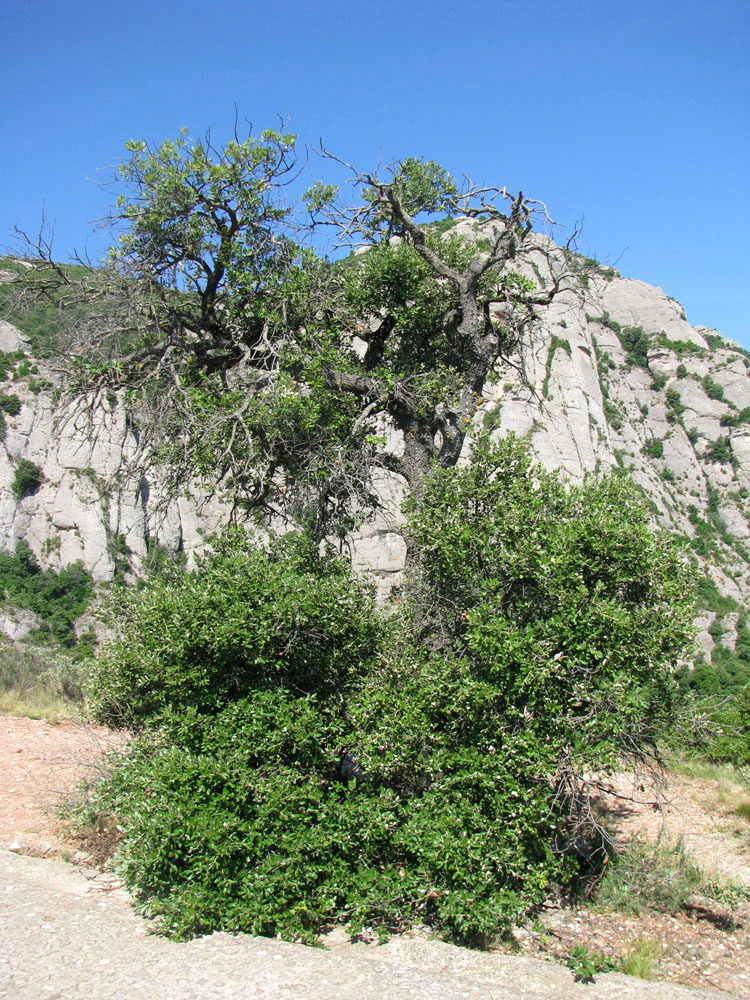 Image of Quercus suber specimen.