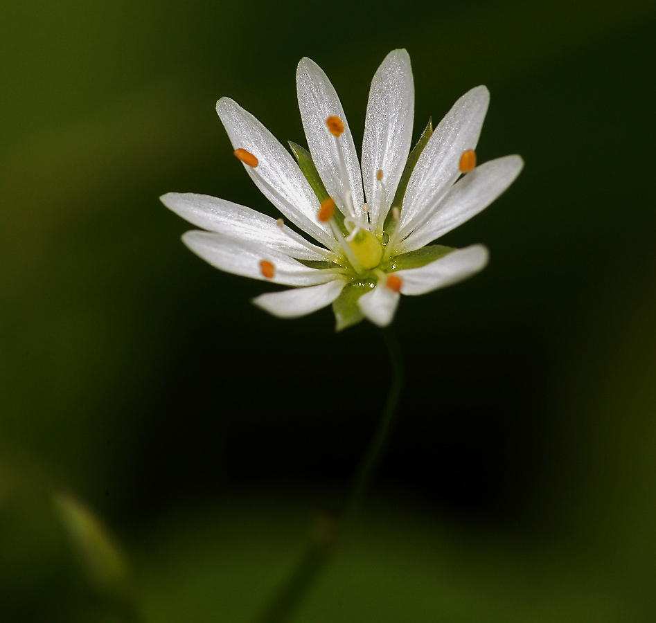 Image of Stellaria graminea specimen.