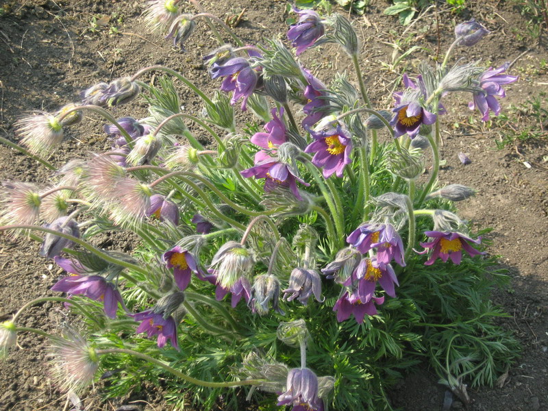 Image of Pulsatilla vulgaris specimen.