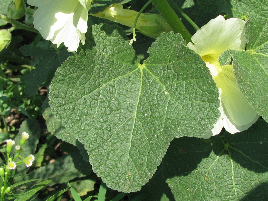 Изображение особи Alcea rugosa.