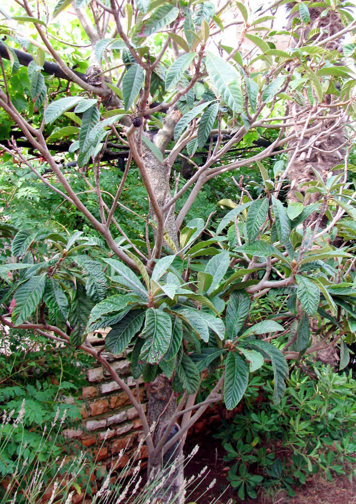 Image of Eriobotrya japonica specimen.