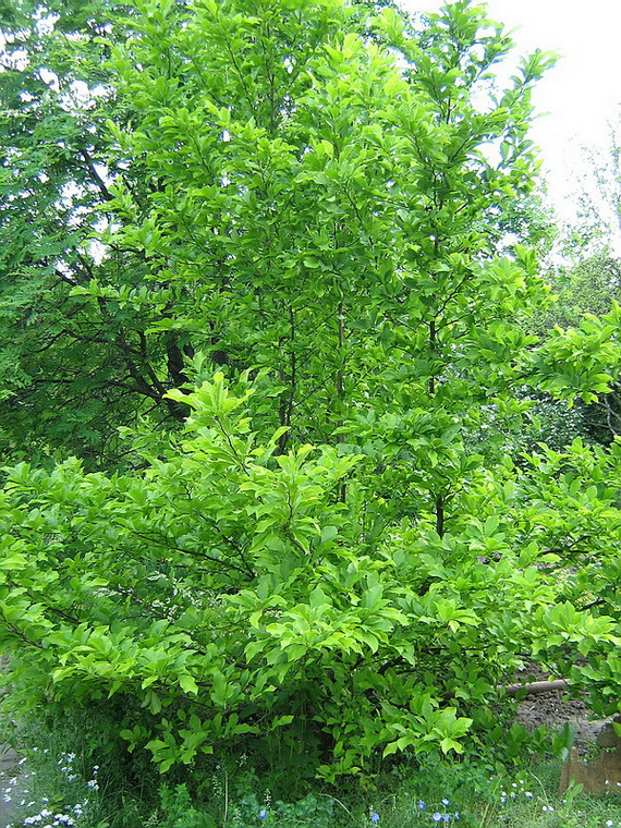 Image of Magnolia kobus specimen.