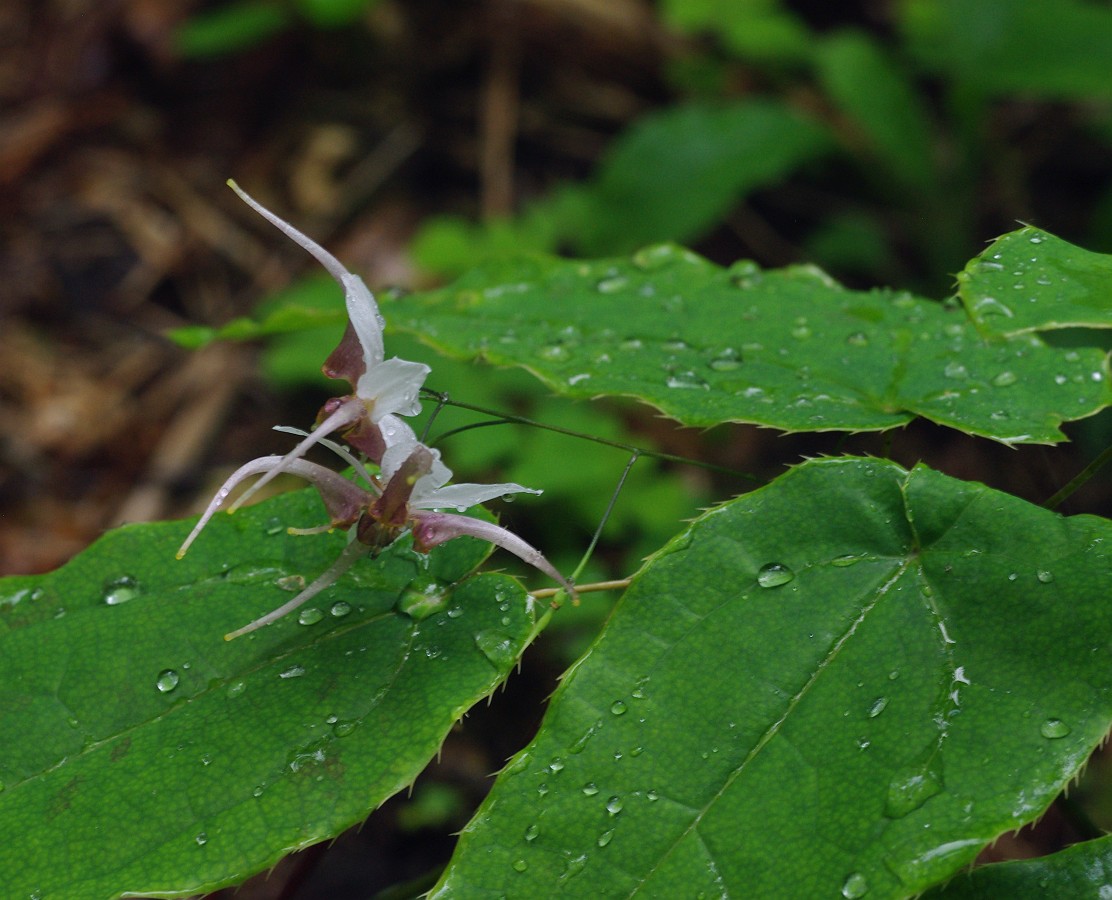 Изображение особи род Epimedium.