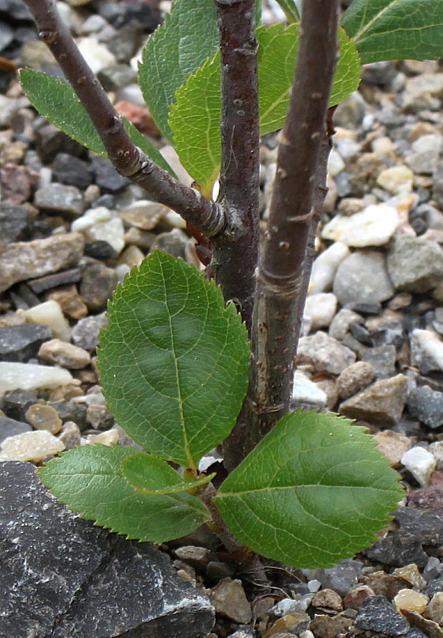 Изображение особи Sorbus chamaemespilus.