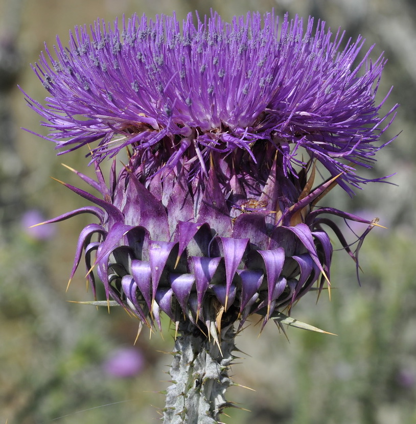 Image of Onopordum myriacanthum specimen.