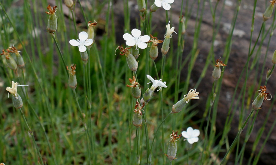 Image of Dianthus minutiflorus specimen.