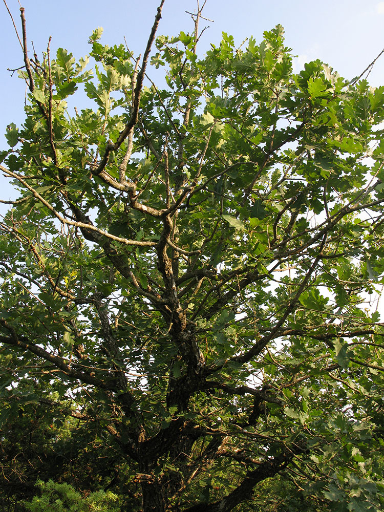 Image of Quercus pubescens specimen.