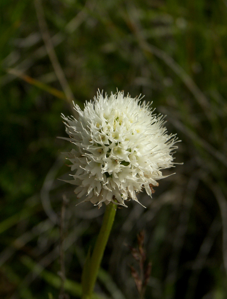 Image of Traunsteinera sphaerica specimen.