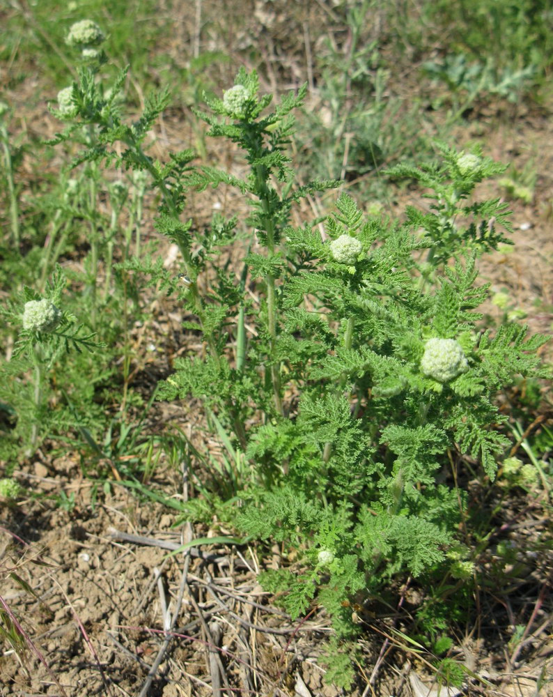 Image of Achillea nobilis specimen.