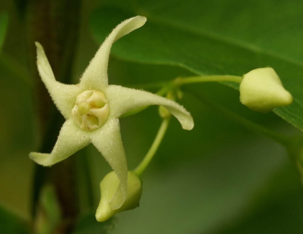 Image of Vincetoxicum volubile specimen.