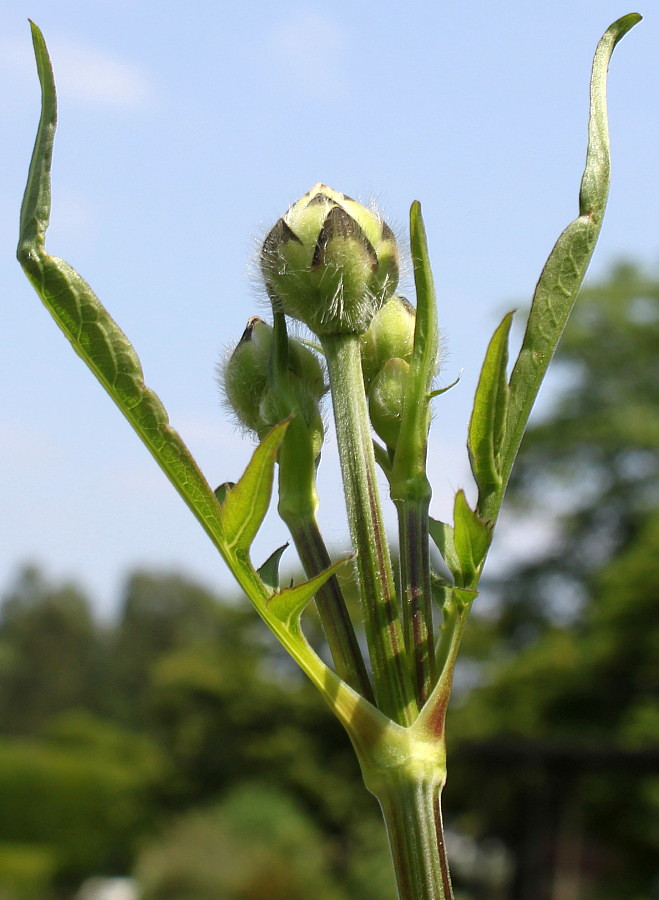 Изображение особи род Cephalaria.