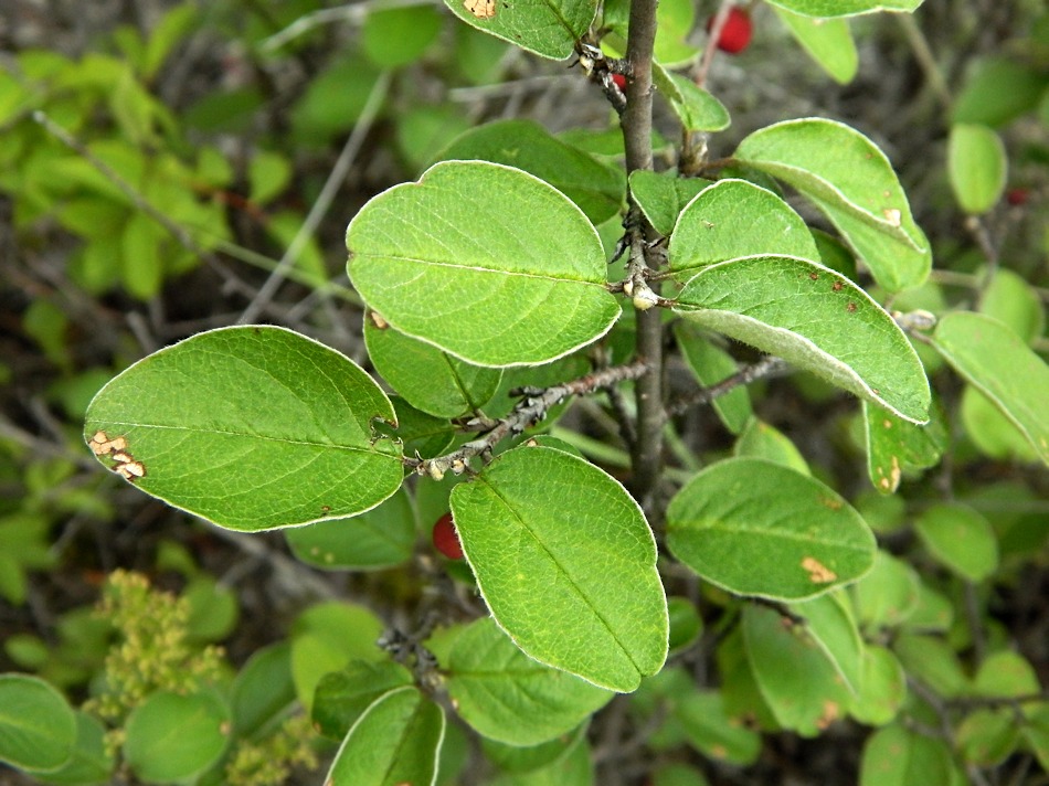 Image of Cotoneaster melanocarpus specimen.