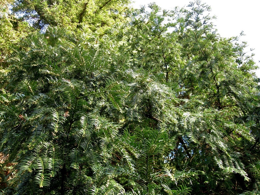 Image of Cephalotaxus harringtonia specimen.