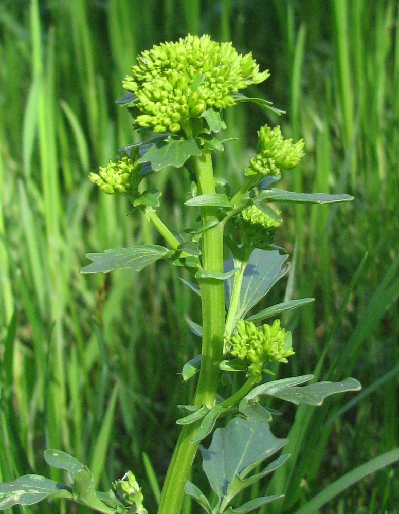 Image of Barbarea arcuata specimen.