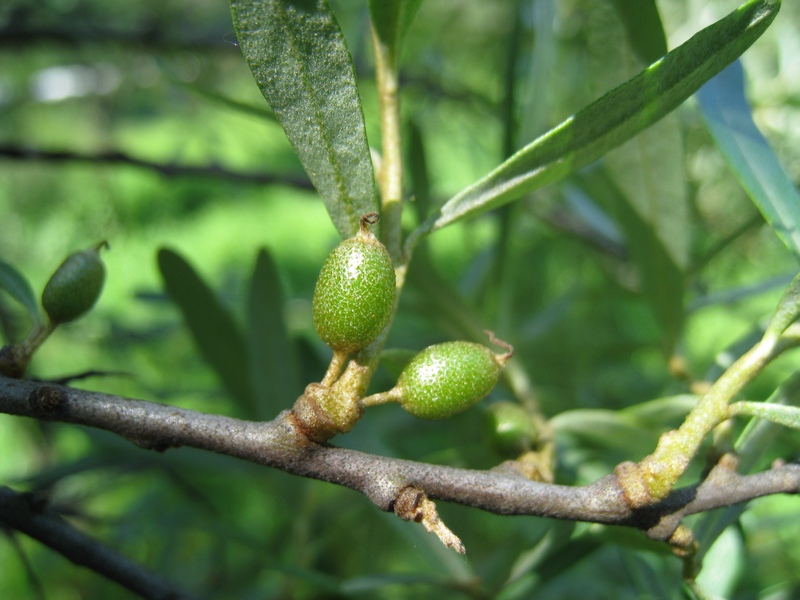 Image of Hippophae rhamnoides specimen.