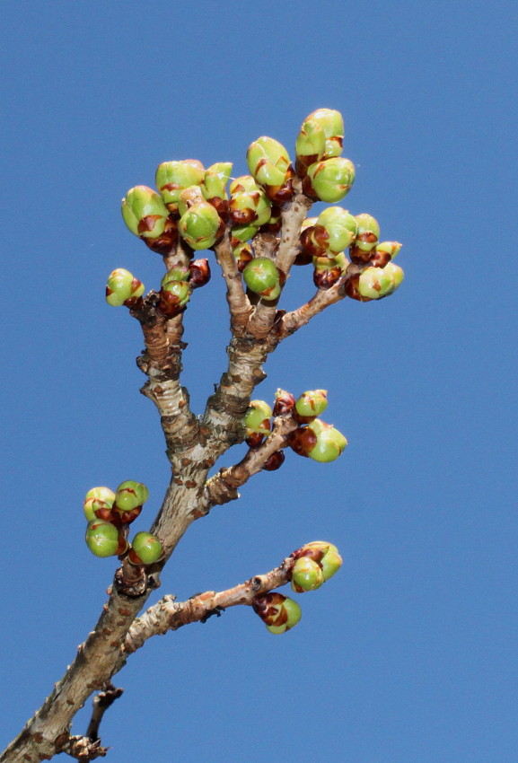 Изображение особи Prunus serrulata.