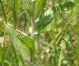 Inula britannica. Часть побега. Восточный Казахстан, Уланский р-н, окр. с. Украинка. 14.07.2005.