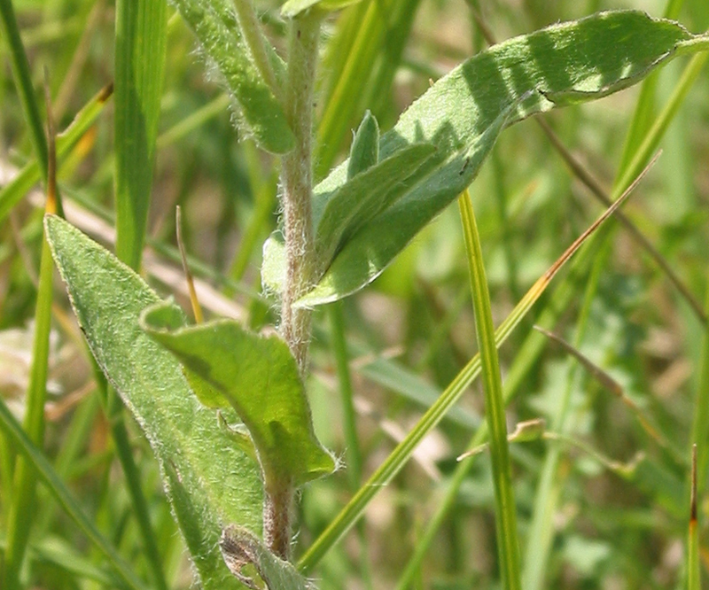 Image of Inula britannica specimen.