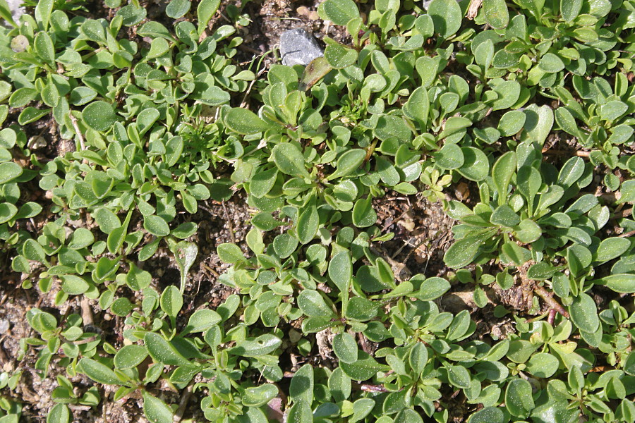 Image of Globularia cordifolia specimen.